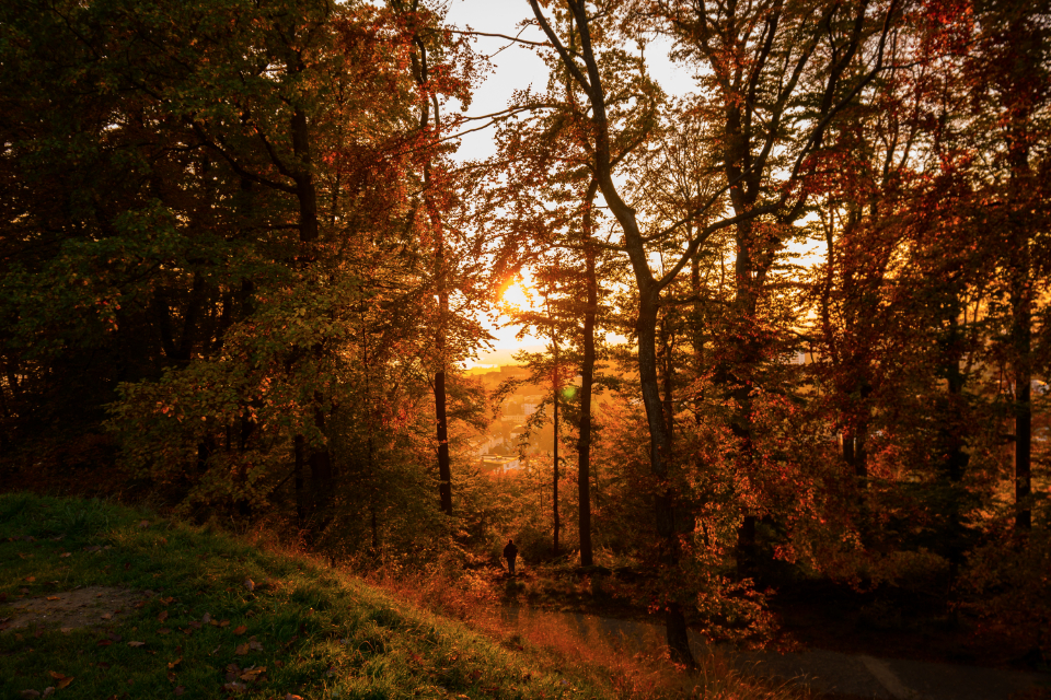 Sunlight breaking through autumn trees in a forest