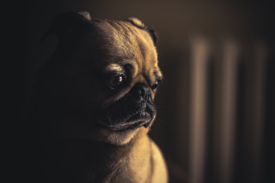 A small pug dog looking to the side in soft light
